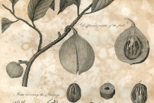 Plant-illustration-of-Nutmeg