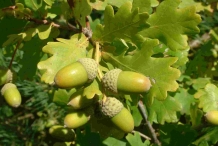 Oak-nut-acorn-green