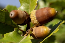 Oak-nut-acorn