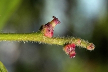 Oak-nut-buds