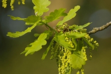 Oak-nut-flowers