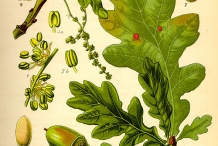 Oak-nut-illustration