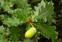 Oak-nut-leaves