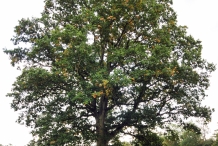 Oak-nut-tree