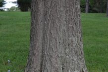 Oak-nut-trunk