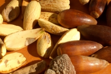 Oak-nuts