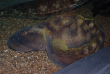 Close-view-of-Ocean-pout