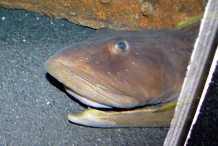 Head-of-Ocean-pout