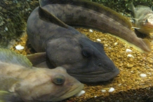 Ocean-pout-1
