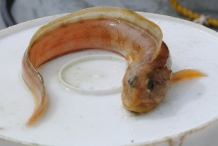 Ocean-pout-2