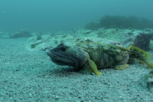 Ocean-pout-3