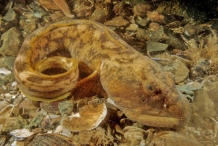 Ocean-pout-4