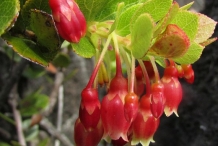 Ohelo-berries-flowers