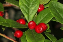 Ohelo-berries-leaves