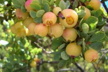 Ohelo-berries
