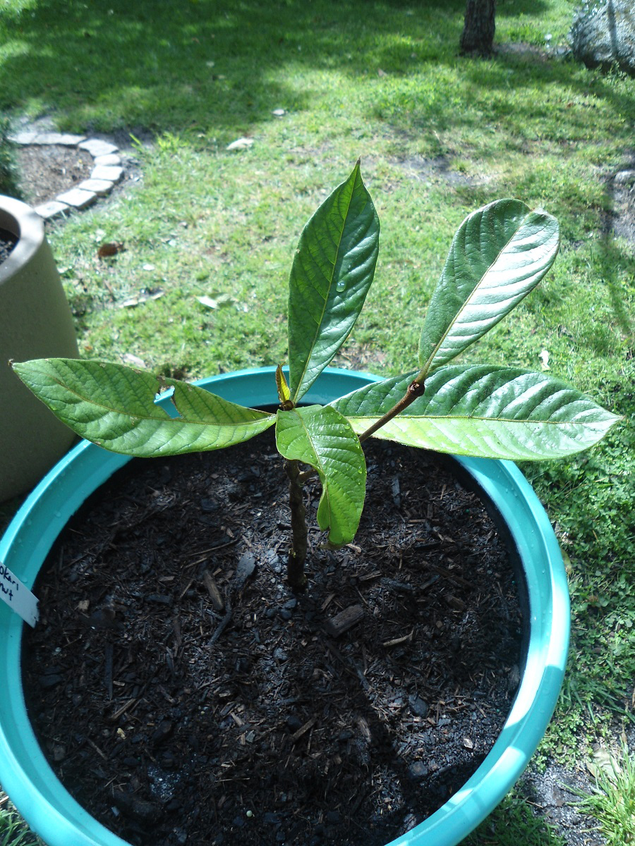 Okari-Nut-plant