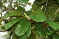 Okari-Nut-leaves