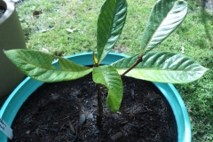 Okari-Nut-plant