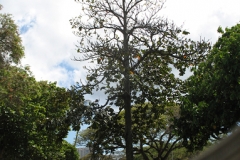 Okari-Nut-tree