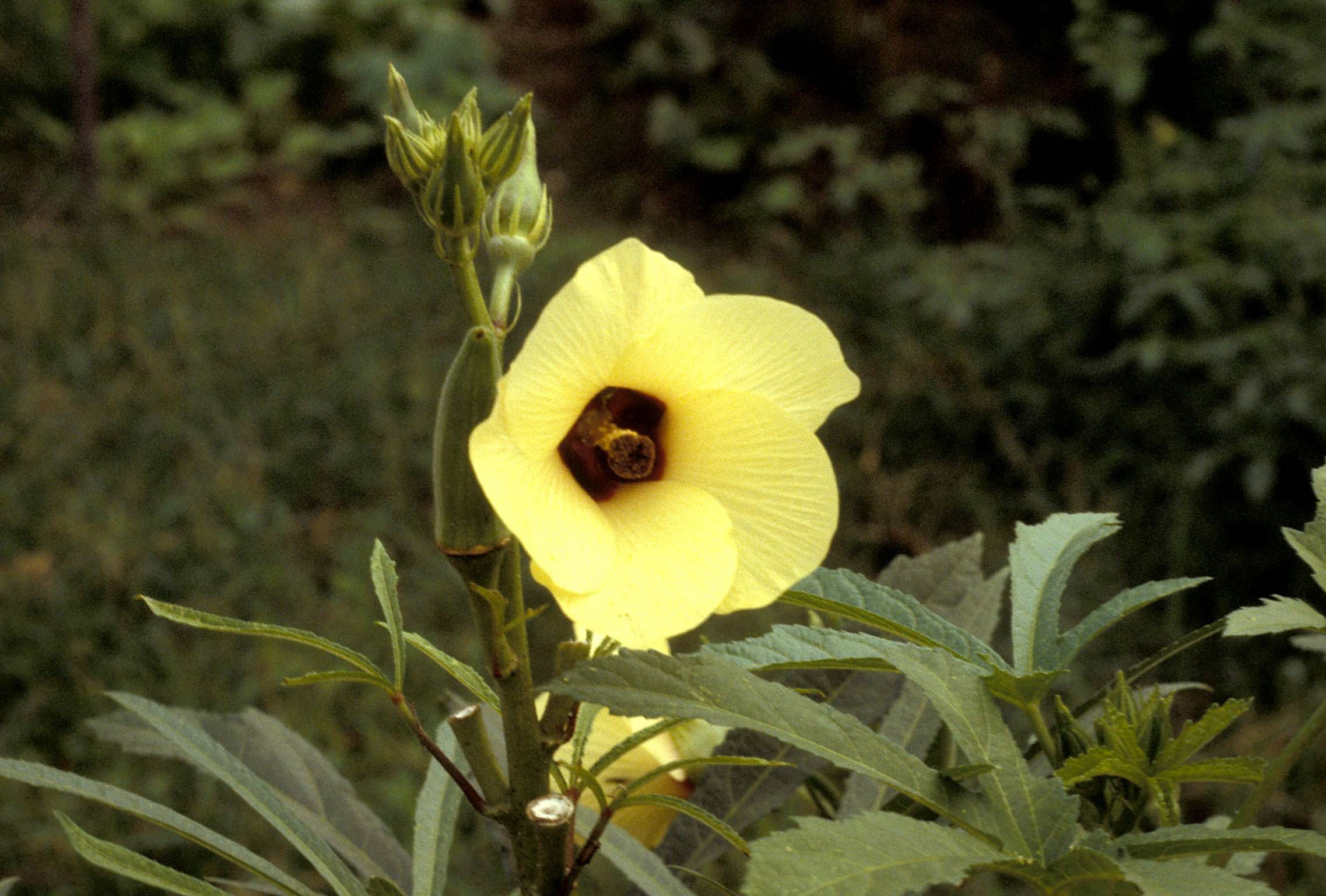Close-up-flower-of-Okra