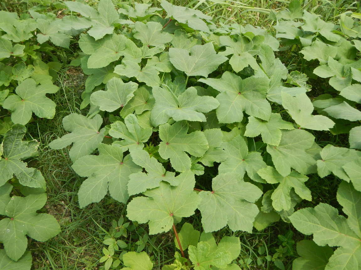 Leaves-of-Okra-plant
