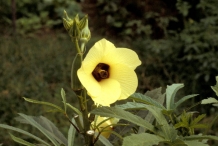 Close-up-flower-of-Okra