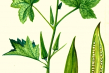 Illustration-of-Okra-plant
