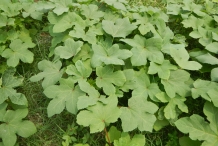 Leaves-of-Okra-plant
