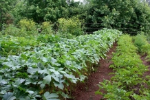 Okra-farm