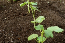 Okra-plant