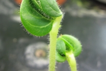 Seedlings-of-Okra