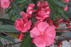 Close-up-flower