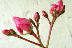 Flower-buds