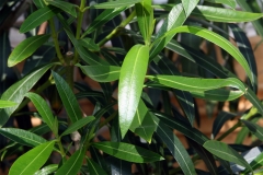 Leaves