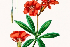 Plant-Illustration
