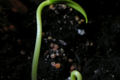 Seedlings