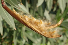 Seeds
