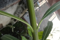 Stem
