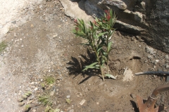 Young-plant
