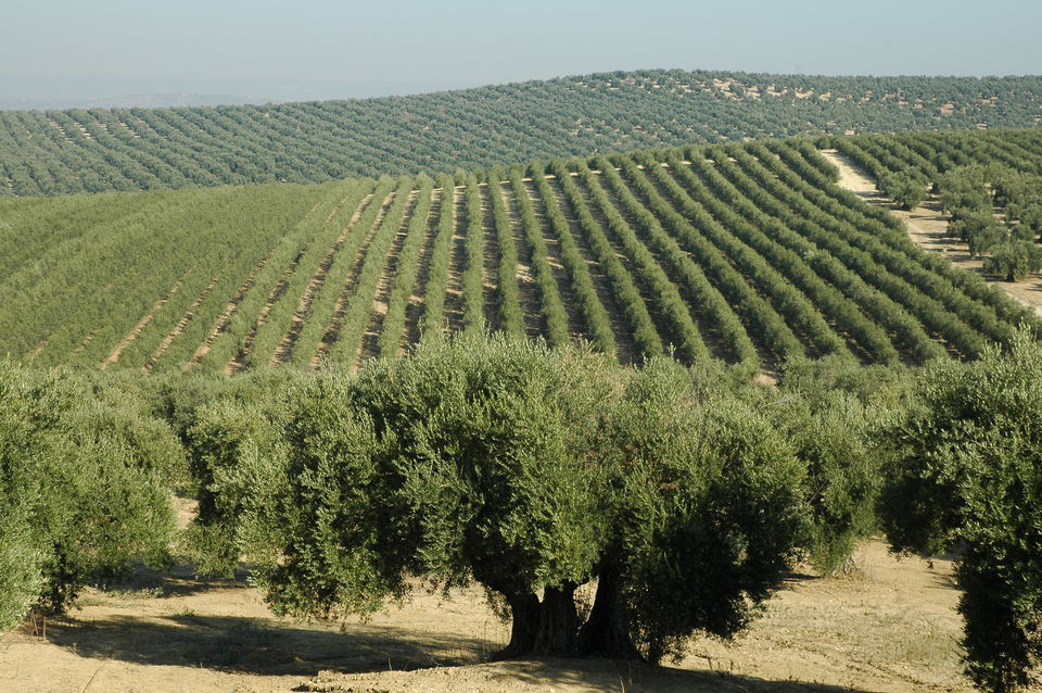 Olive-farm-olivno olje