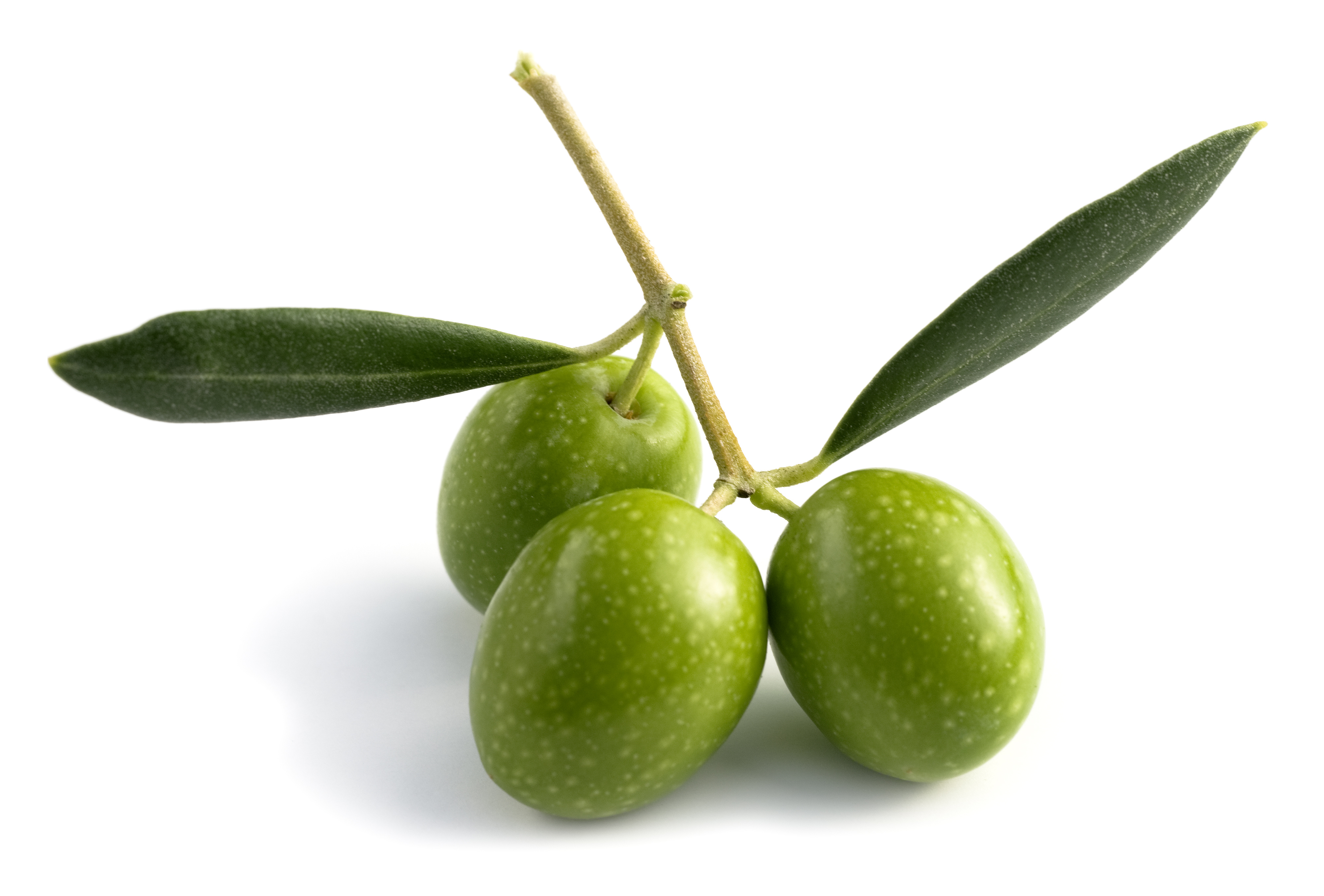 Olive fruit raw-Green Olive