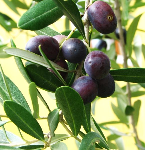 Olive fruit-Oleae Folium