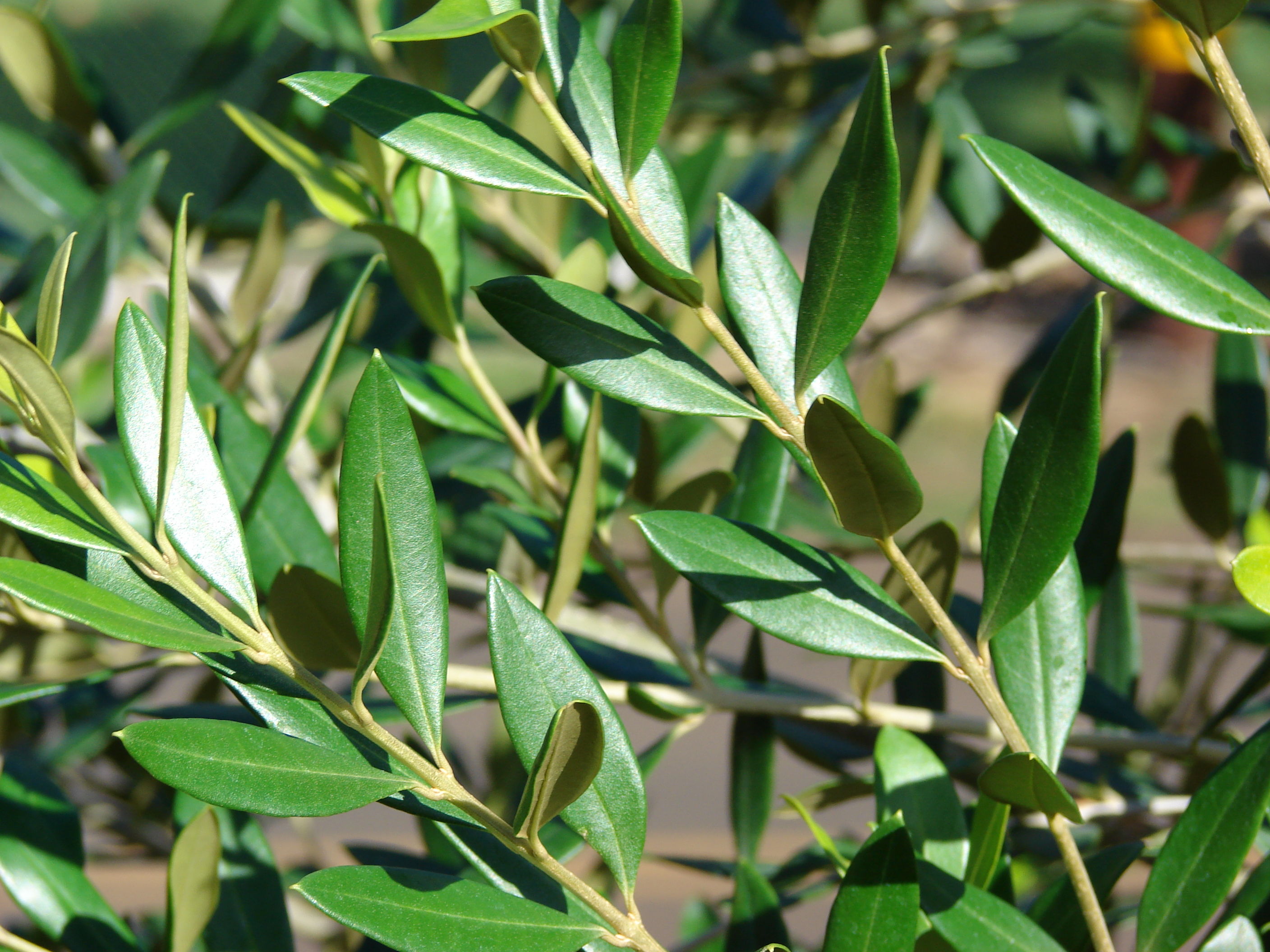 Olive leaf-azeite