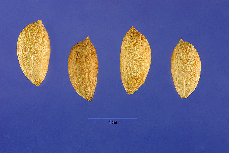 Olive seeds-ollibeuyu