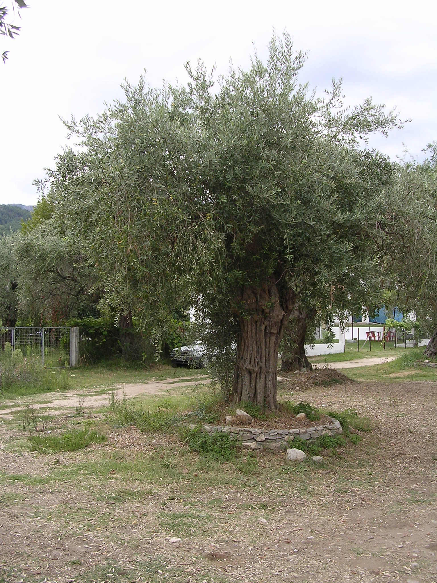 Olive tree-vaj ulliri