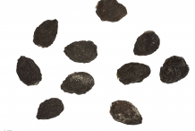 Dried olive fruit-oliba olioa