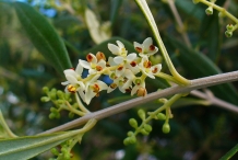 Olive flower-Common Olive