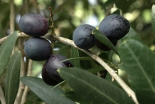 Olive fruit black-olijfolie