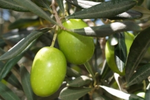 Olive-fruit-green-Tēla