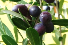 Olive fruit-Oleae Folium